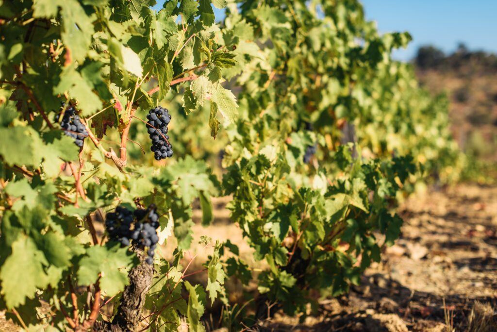 4 Wheel drive Tour with Wine Tasting and Picnic in the Douro region